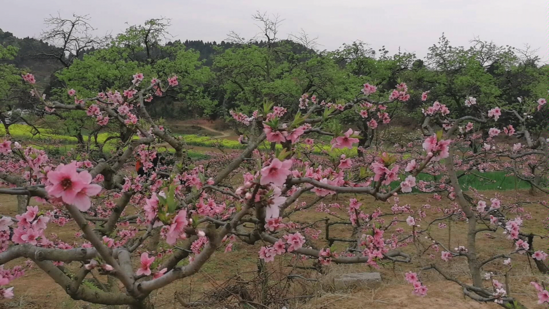 [图]松林镇滴水村百年梨树之花