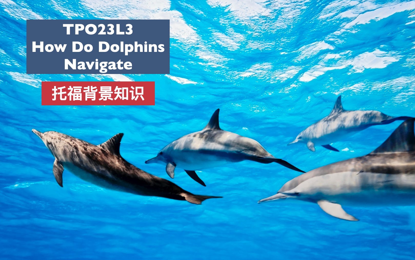 点对点托福背景知识Marine Biology TOP23L3 How Do Dolphins Navigate哔哩哔哩bilibili