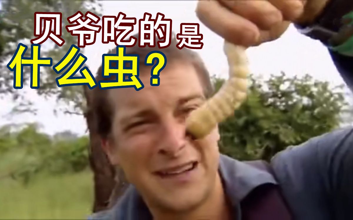 【鞘翅目系列11】天牛(上): 贝爷吃的大肉虫子到底是什么?为什么说它的蛋白质是牛肉的20倍?哔哩哔哩bilibili