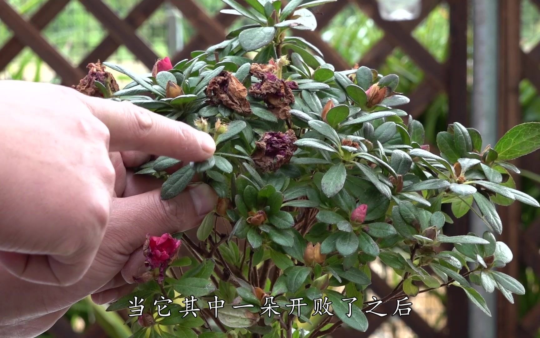 杜鹃花花朵开完后