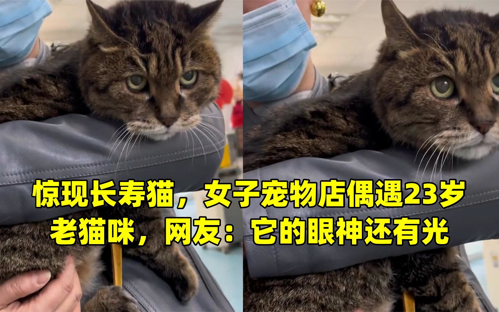 惊现长寿猫,女子宠物店偶遇23岁老猫咪,网友:它的眼神还有光哔哩哔哩bilibili