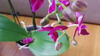 腋唇兰maxillaria Tenuifolia And Maxillaria Variabilis 哔哩哔哩 Bilibili