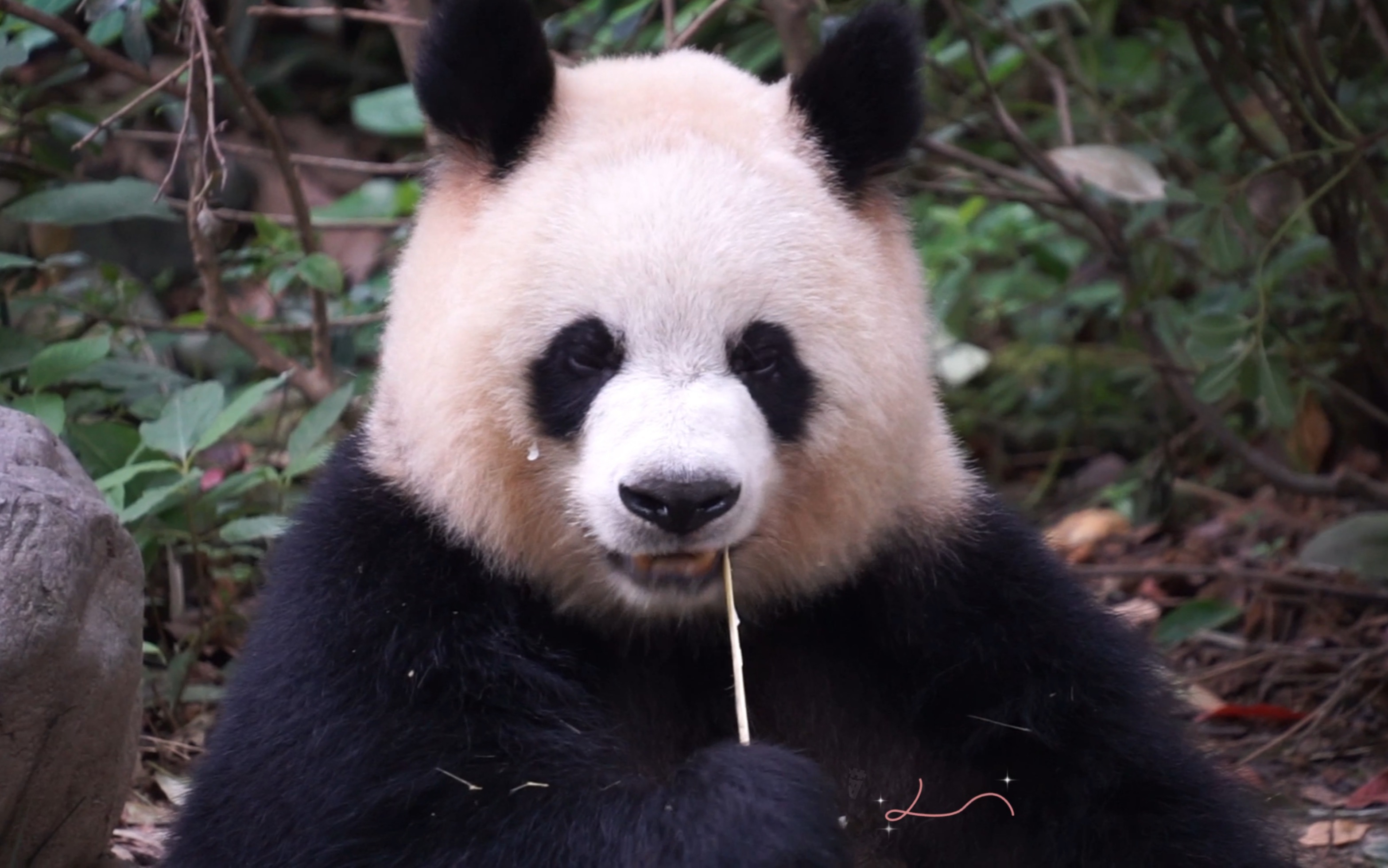 乖宝宝大熊猫园润呀～原声吃播哟^v