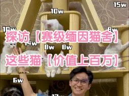 Video herunterladen: 探访国内top级【缅因猫舍】，总价值百万的缅因猫舍你们见过吗？