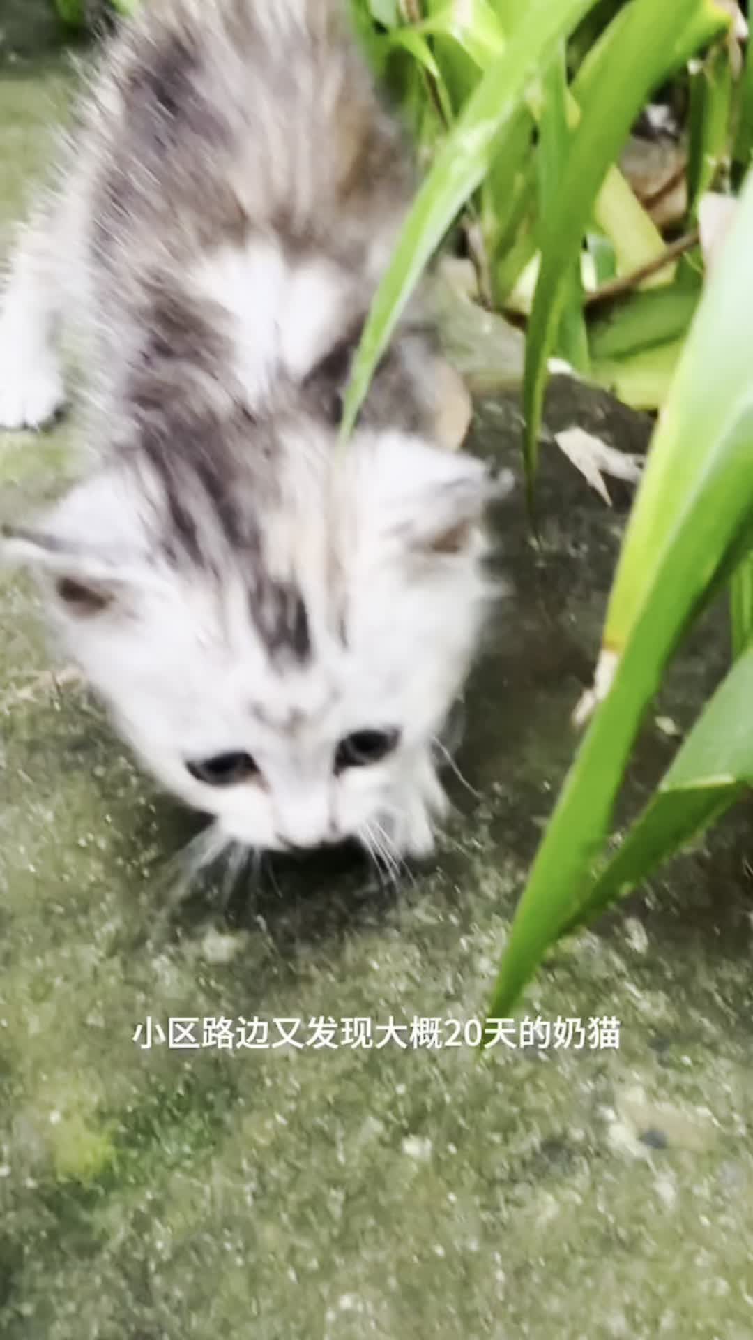 救助小奶猫全集