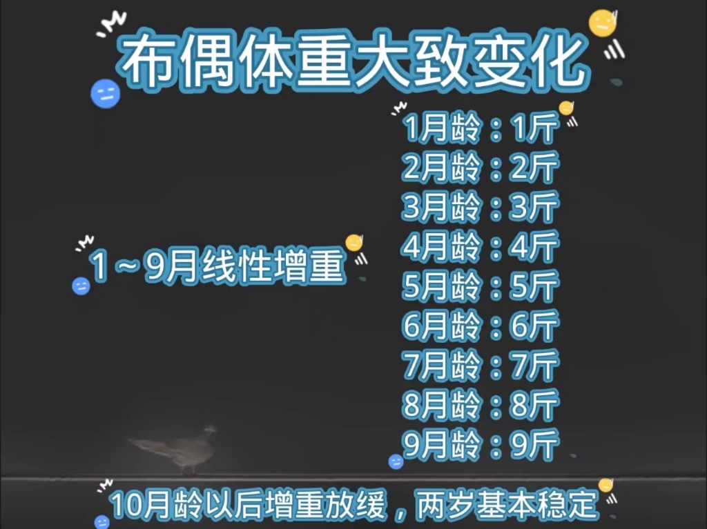 布偶能长多大?后面有体重变化表,不要超过18斤吧,对骨骼有一点压力哔哩哔哩bilibili