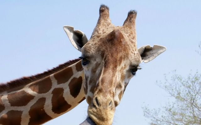 长颈鹿色系眼妆||colorpop yes please