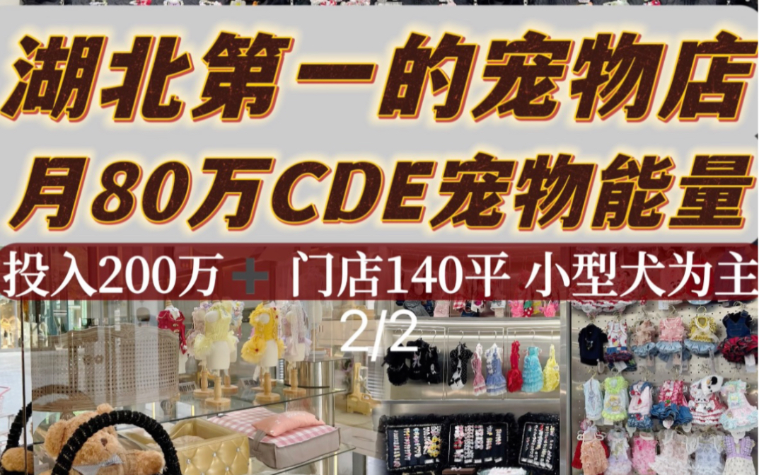 湖北第一宠物店 月80万CD E宠物能量 第一集哔哩哔哩bilibili