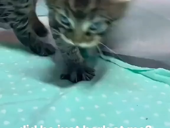 tiktok小猫猫合集一则172哔哩哔哩bilibili