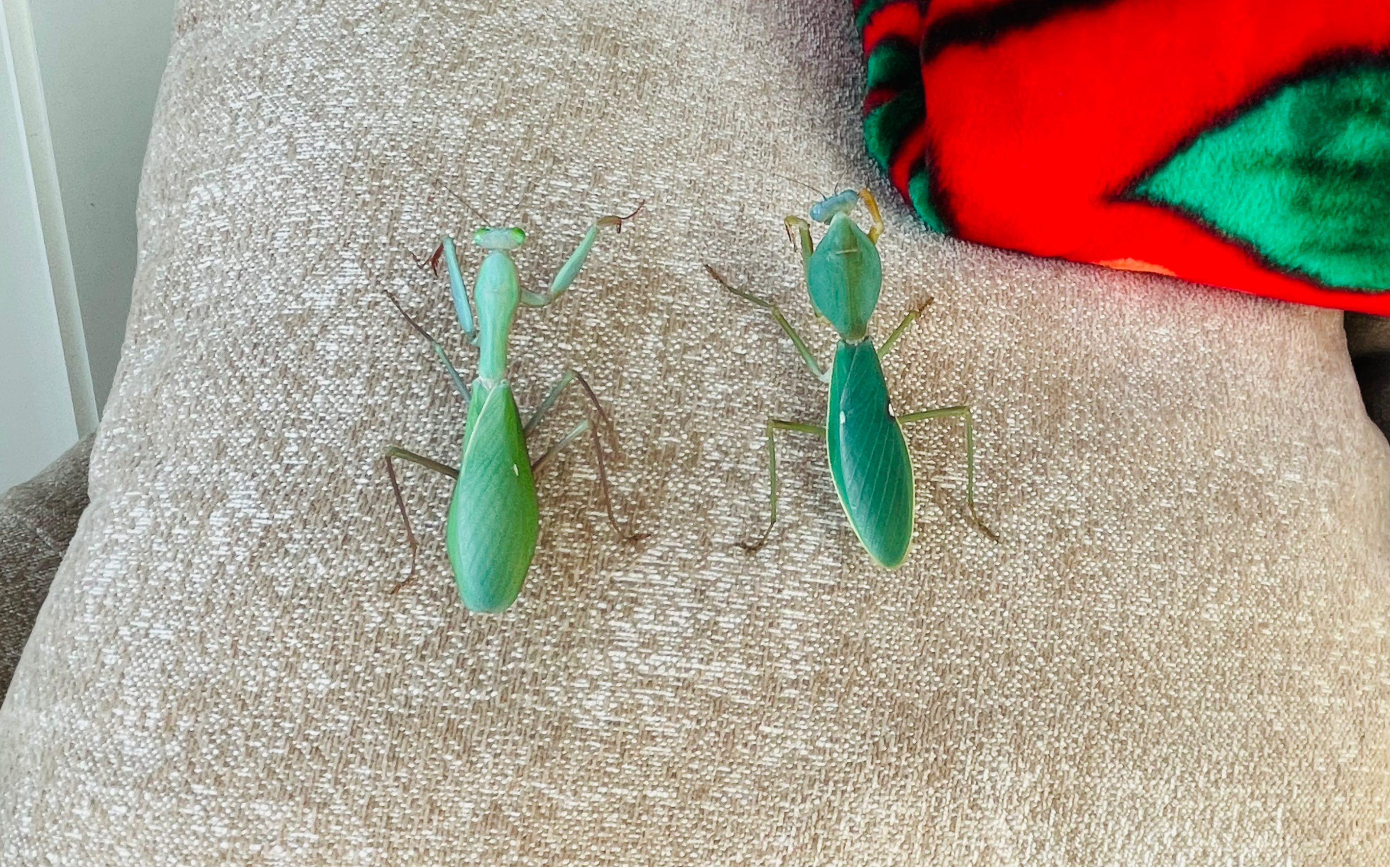 马盾螳抓力挑战 箱子里是孕母勾背