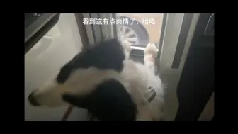 下载视频: 宋亚轩假装丢下鼠标，鼠标急得快哭了，轩轩后悔连忙上车安慰鼠标，并发誓再也不做这个游戏了。