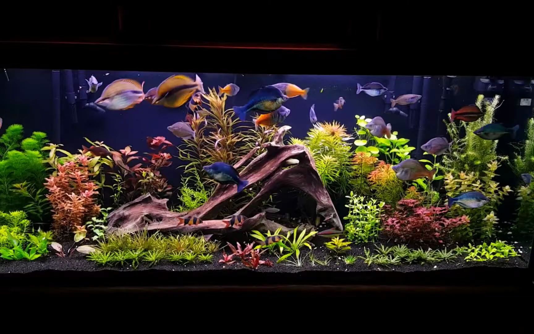 [图]120加仑彩虹鱼缸欣赏（201801)/120 Gallon Rainbow Fish Planted Aquarium Jan 2018