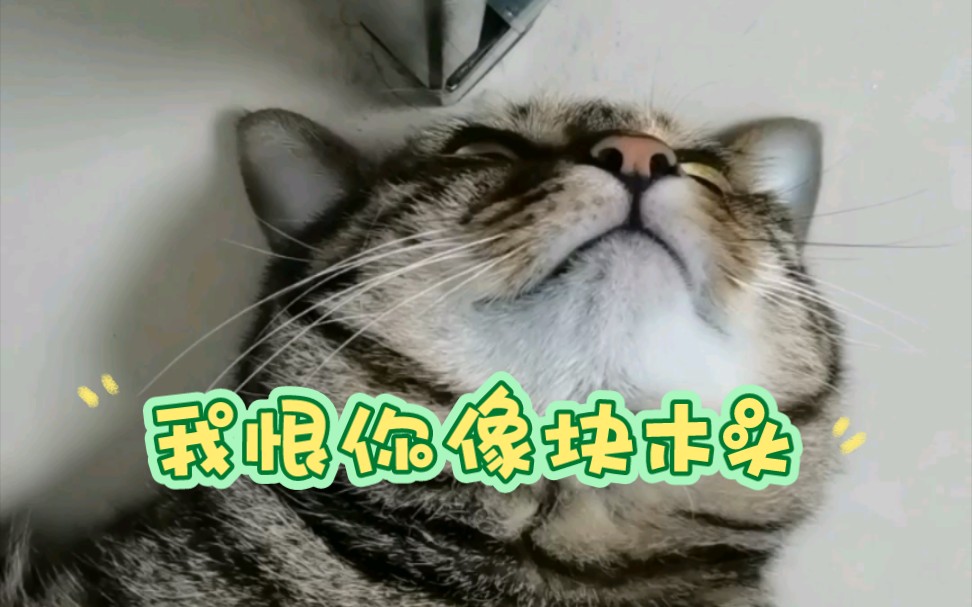 我恨你像块木头!