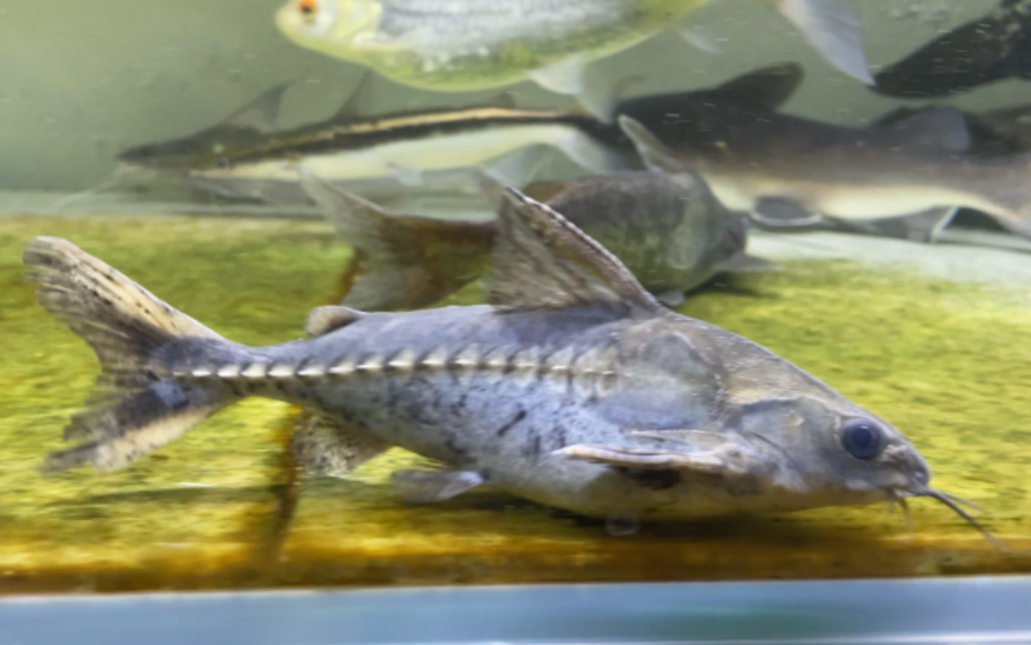 杜莎里斯铁甲武士鲶