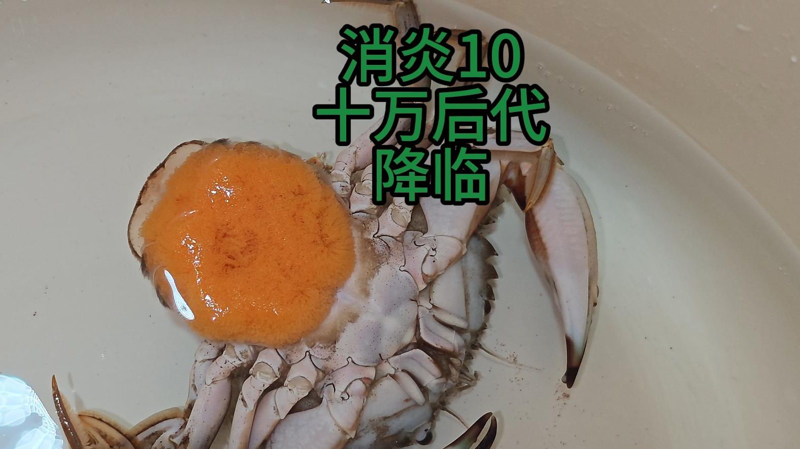 饲养几十万只赤甲红幼仔，能否诞生一只赤甲红之王？