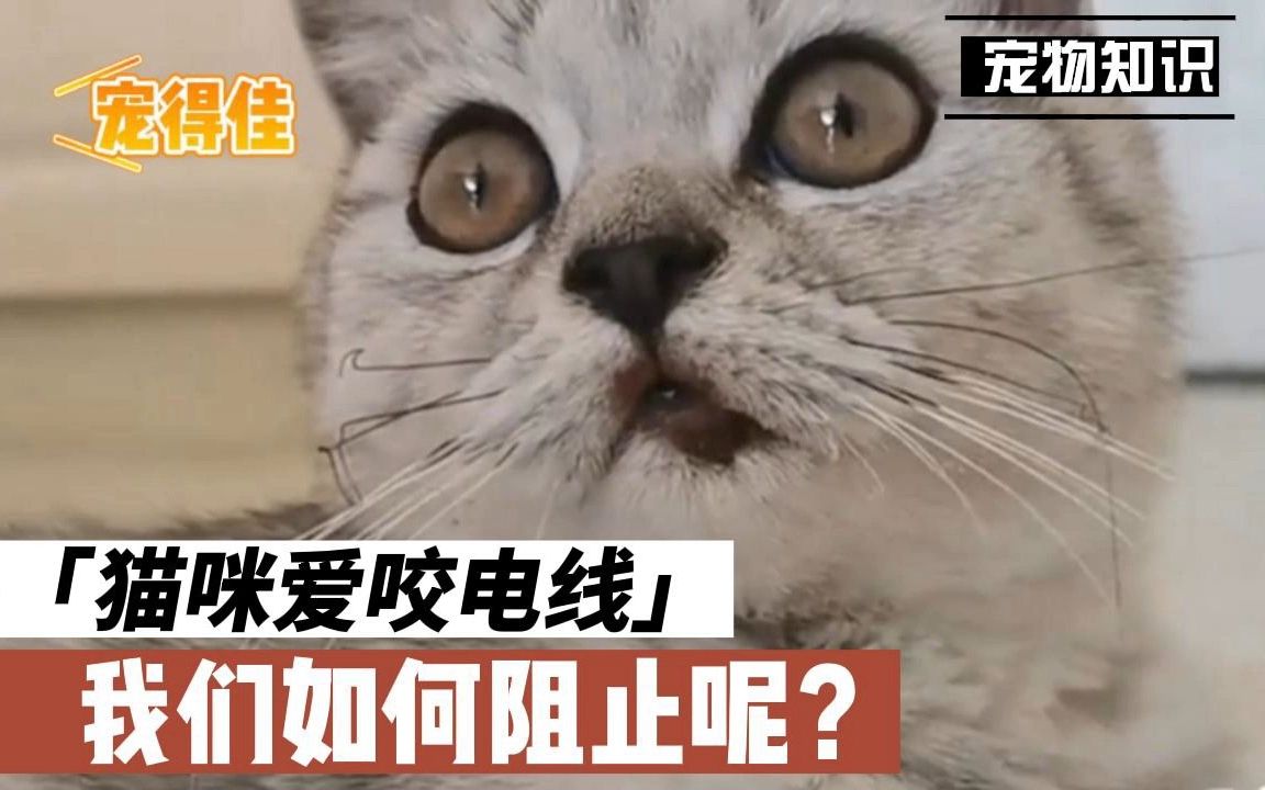 你家猫咪也咬电线吗?猫咪危险行为解决办法哔哩哔哩bilibili