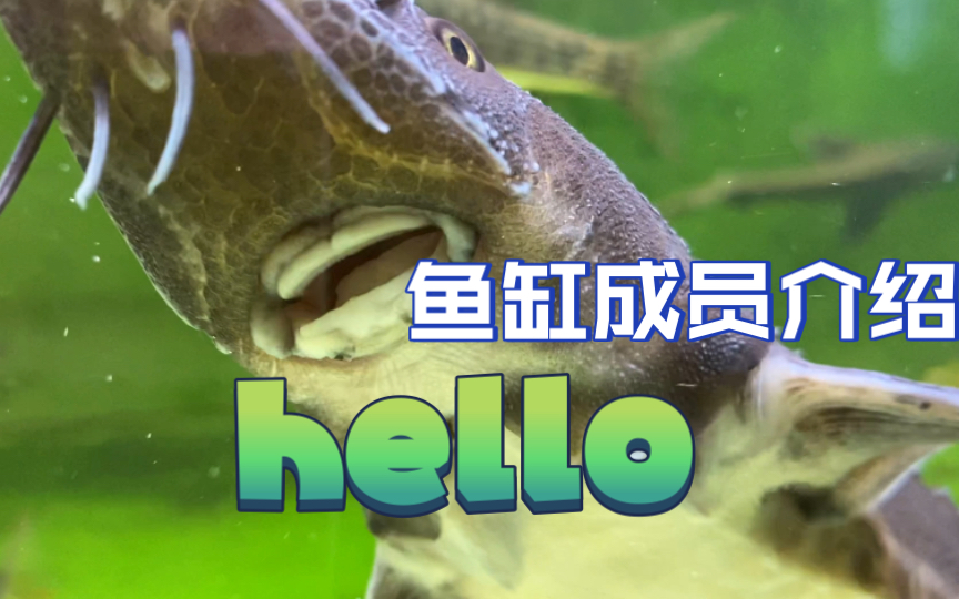 鱼缸成员介绍大杂鲟林氏细鲫丽纹细鲫瑰丽金丝平口鮈东方墨头条纹墨头