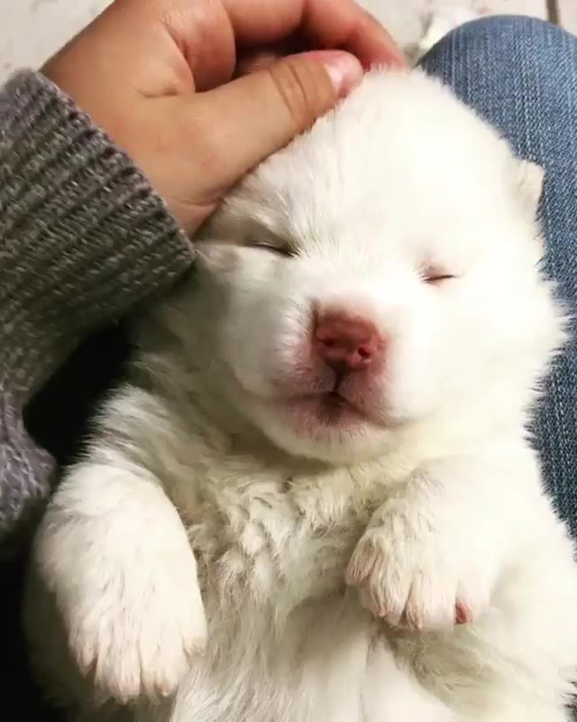 酣睡的二哈宝宝是天使_哔哩哔哩 (゜-゜)つロ 干杯~-bilibili