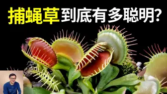 捕蝇草到底有多聪明？竟然还有记忆能力！难怪达尔文说它是世界上最神奇的植物，演化过程绝对超乎想象……