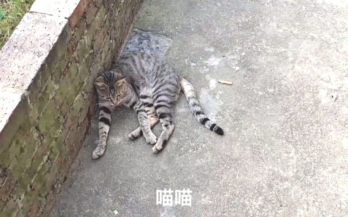 广西柳州俗称的猫豆,饥饿年代太公因为烧猫豆籽吃,再也回不来了哔哩哔哩bilibili