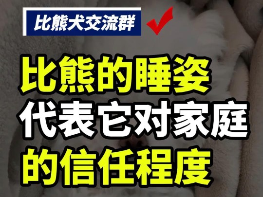 比熊不同的睡姿代表它对家庭不同的信任程度,你们家比熊是什么睡姿呢?#比熊交流群 #全国比熊交流群 #比熊群聊 #比熊社群 #全国比熊社群 #比熊宝宝 #...