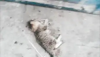 发现一个虐猫的人！真让我心痛！大家能帮忙举报一下吗？_哔哩哔哩_bilibili