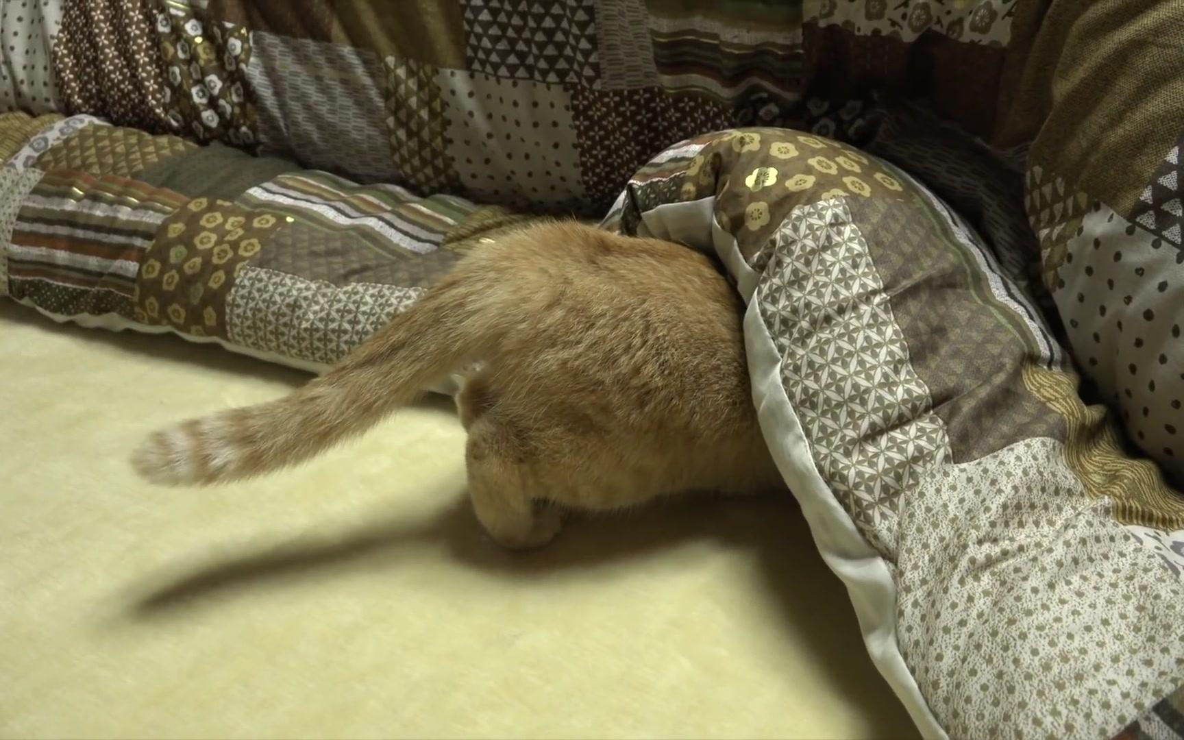 【十只猫加】冷雨天,被炉下躲满了喵~-o(*≥▽≤)ツ_哔哩哔哩_bili