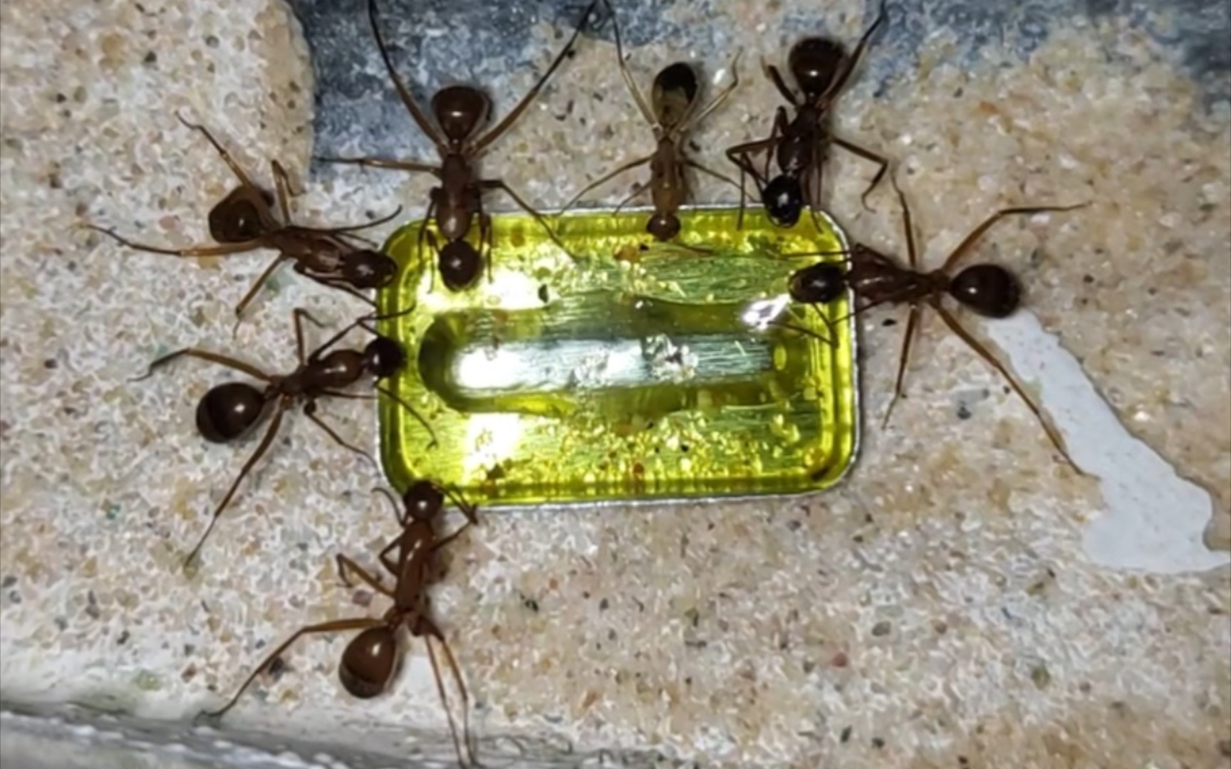 喝糖水中的弓背蚁(未鉴定 南红 金沙 神圣 卡林)