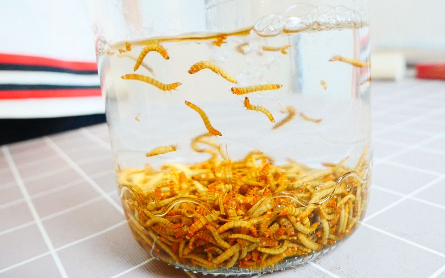 用面包虫泡酒喝!干杯!鸡肉味