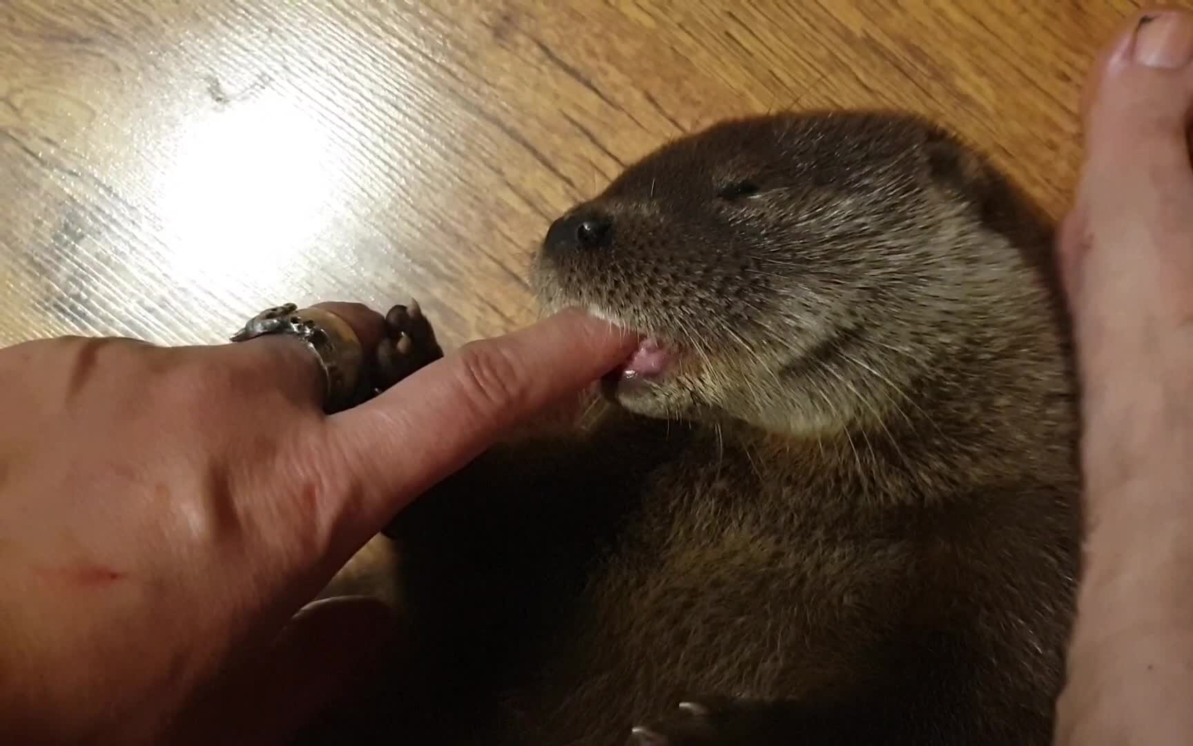 一只认为自己是猫的萌水獭