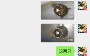 下载视频: 头盔苗开箱