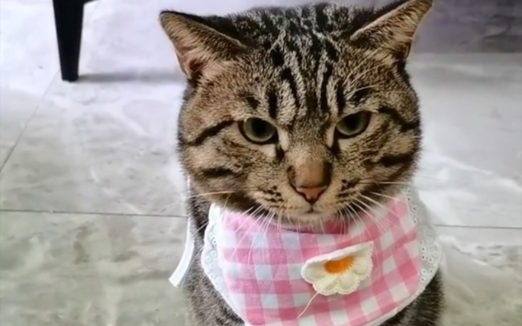 狸花猫:以反骨为荣,以温柔可耻