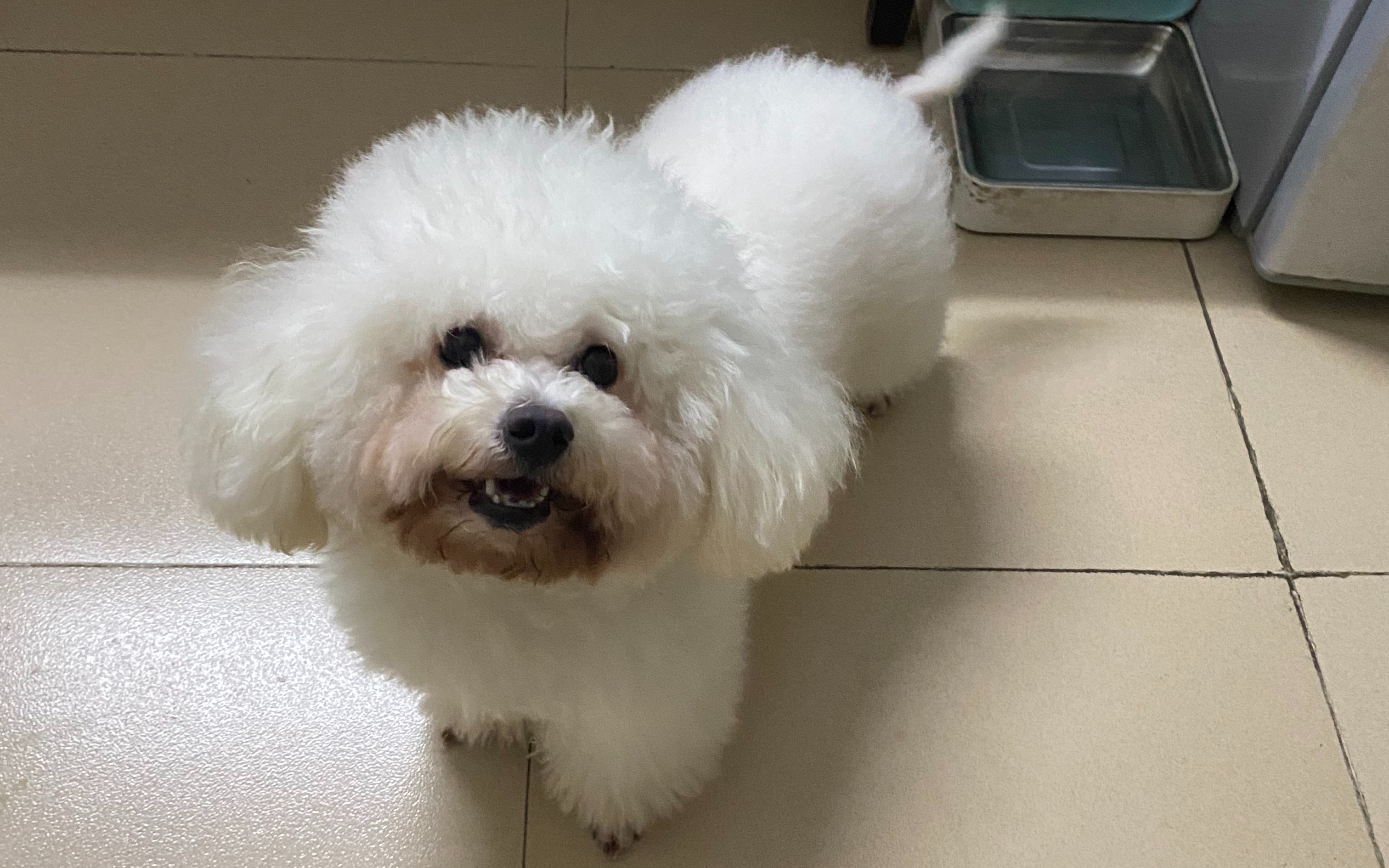 大耳朵糖糖 38 - 小比熊三岁了 还是笨笨的 可爱极了_哔哩哔哩 (゜-゜