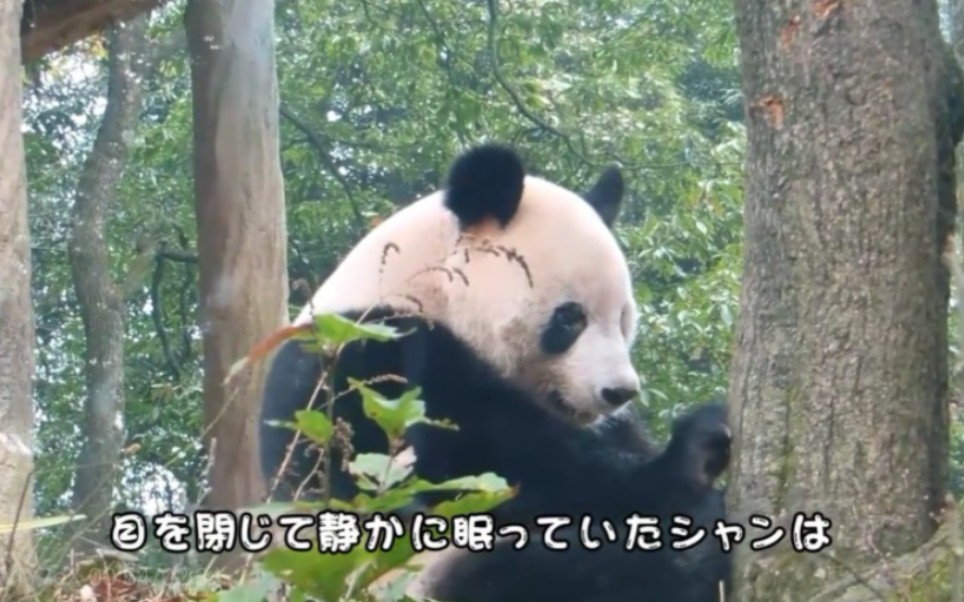 【香香:螨虫眼在冬季很明显(12月11日拍)】香香很小就有“螨虫眼”,妹妹蕾蕾也是这样.螨虫眼影响颜值,成因不详,目前没有根治的办法.哔哩哔...