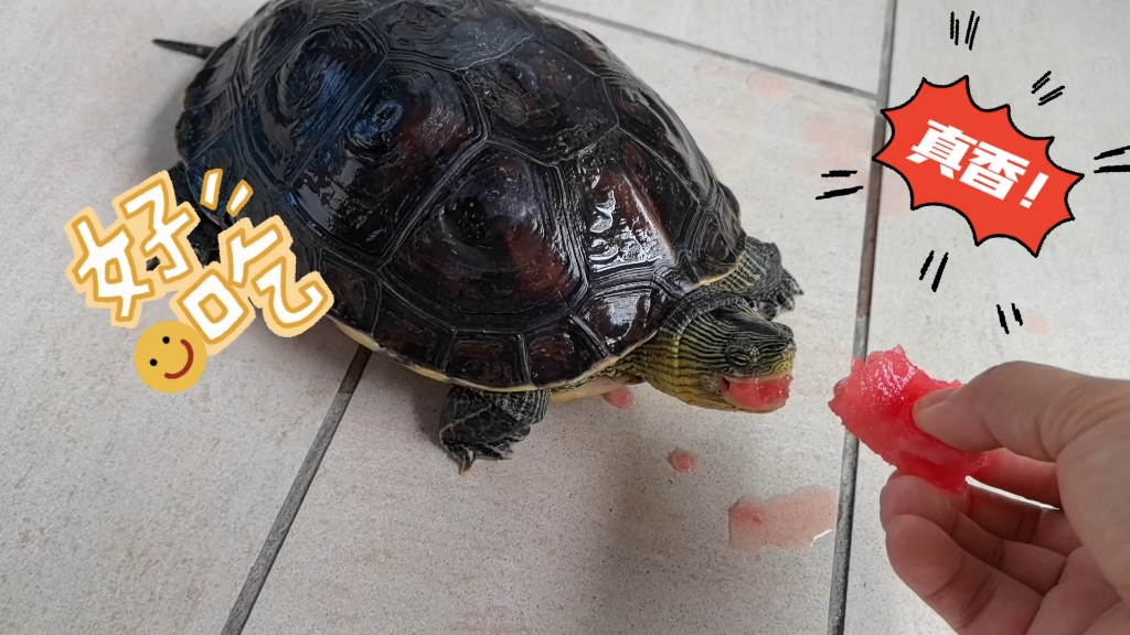 乌龟喂食水果,花花很喜欢吃西瓜 ,一口接着一口,家养爬宠乌龟喂食水果
