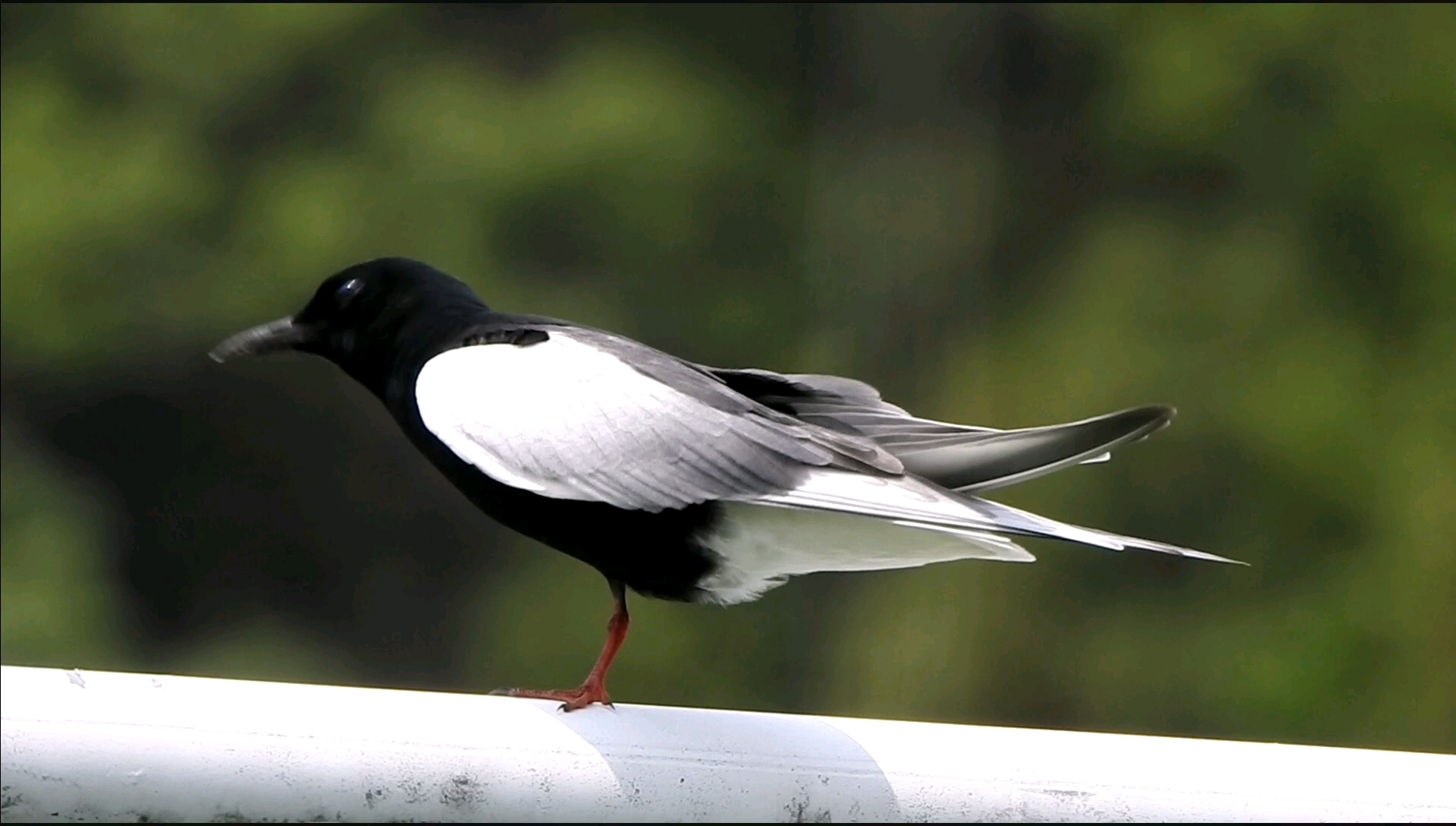 只有一只脚的【白翅浮鸥】顽强的生存着!鸟坚强
