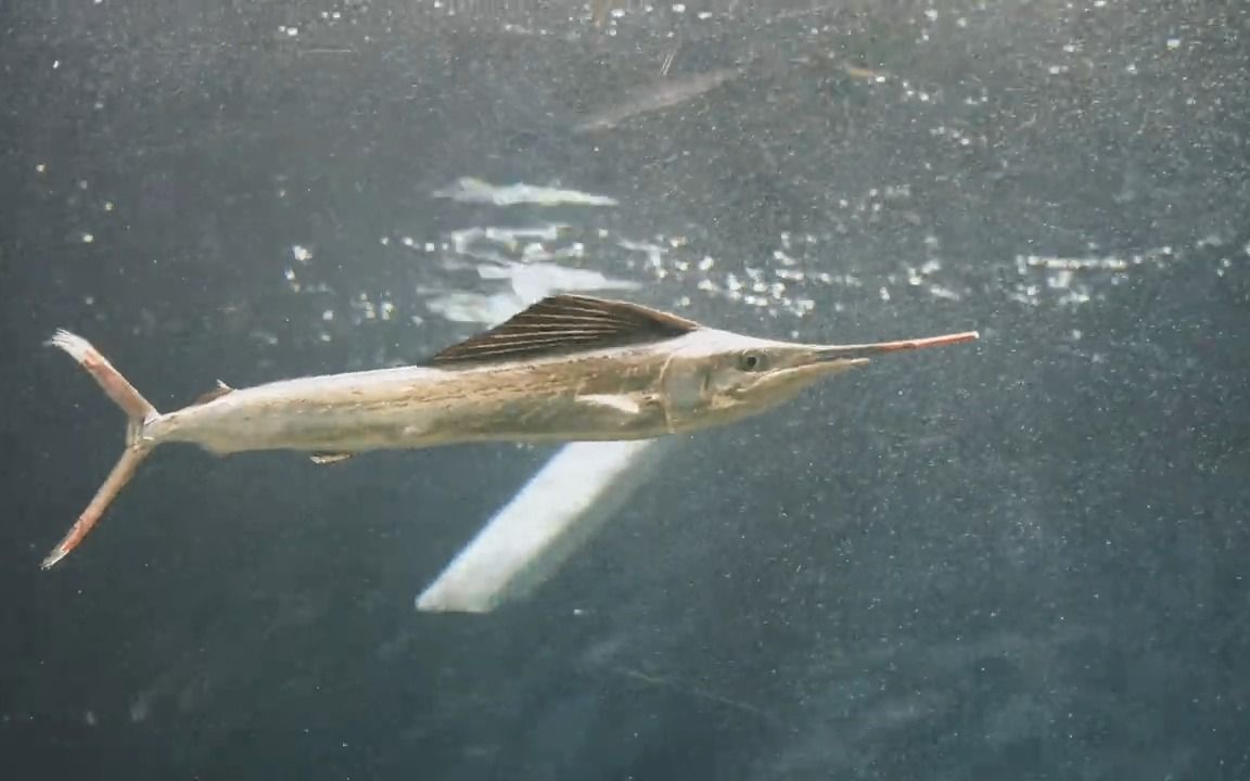 [图]【葛西临海水族馆】人工饲养环境下的旗鱼