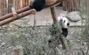 下载视频: 【大熊猫和叶 艾玖 艾莉】和叶：干妈可以和我玩会儿吗，好无聊呀