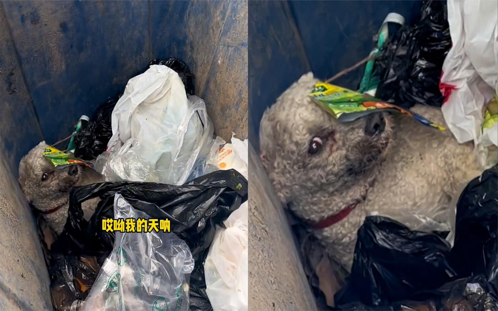 狗子被撞断腿扔进垃圾桶,全程不哭不闹眼神绝望:已经放弃自己了