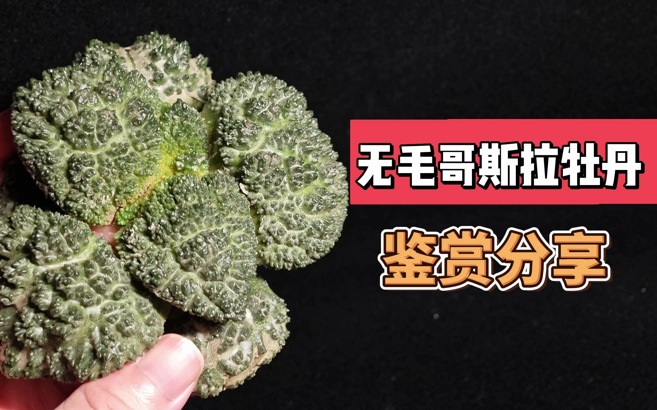 無毛哥斯拉牡丹丨細膩精緻的疣面顆粒,通體無毛的球形