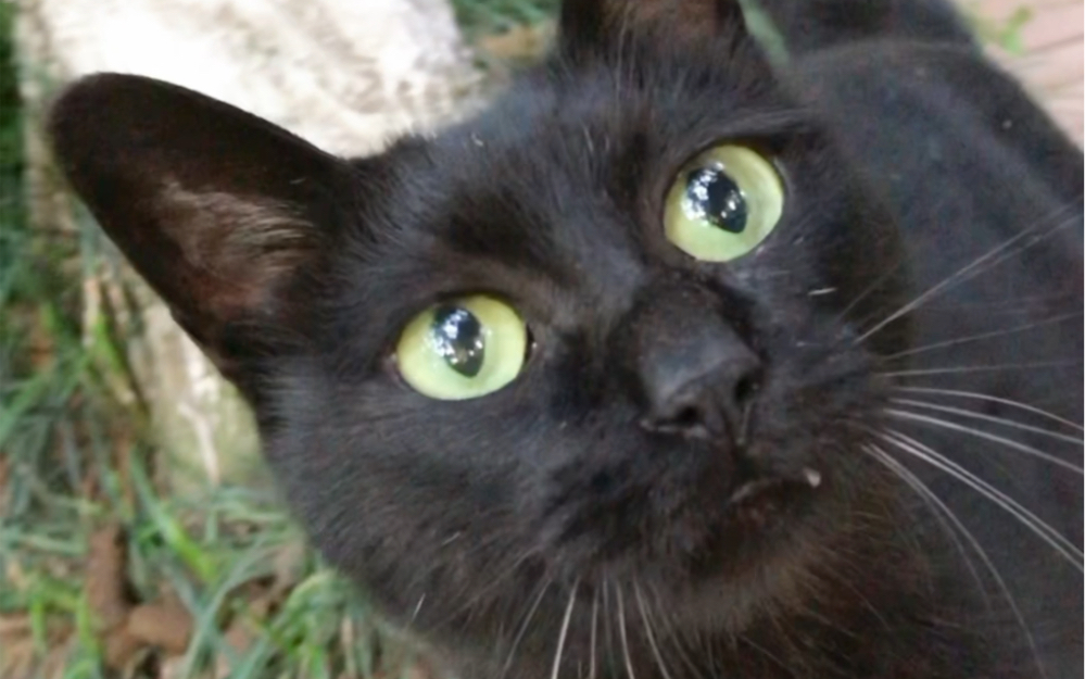 玄猫的声音真的好治愈.