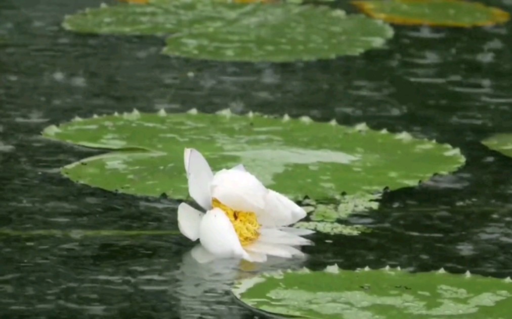 [图]“ 留 得 残 荷 听 雨 声 ”