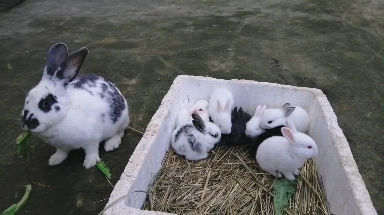 兔妈妈和兔宝宝们