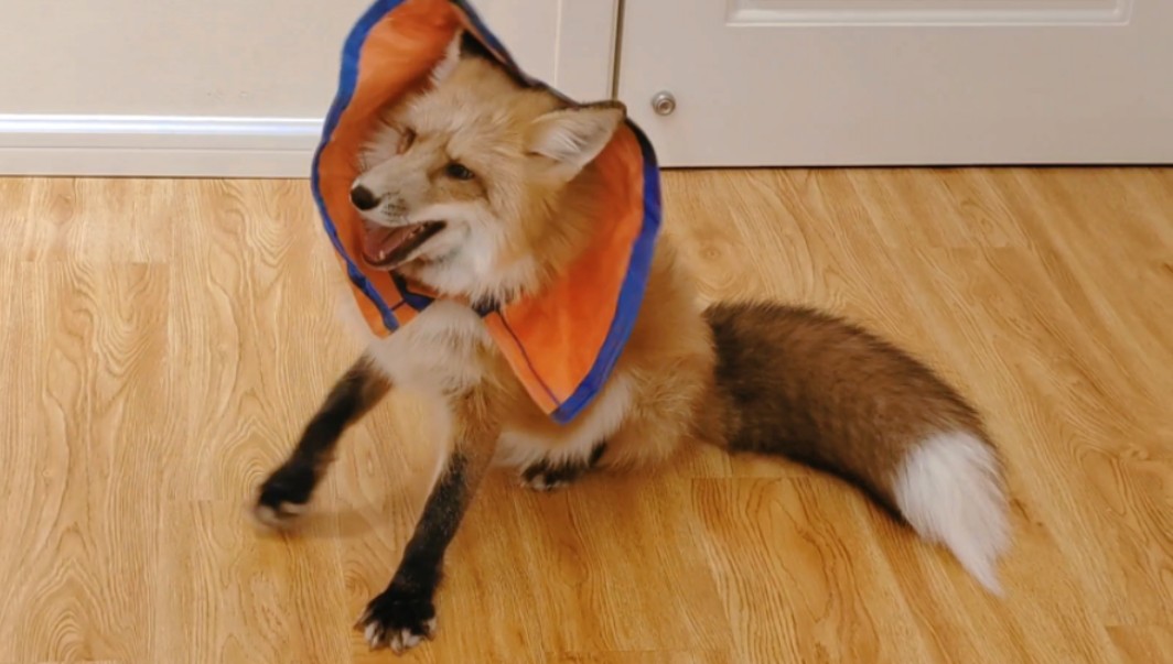 可可爱爱,鸣宝坐骑