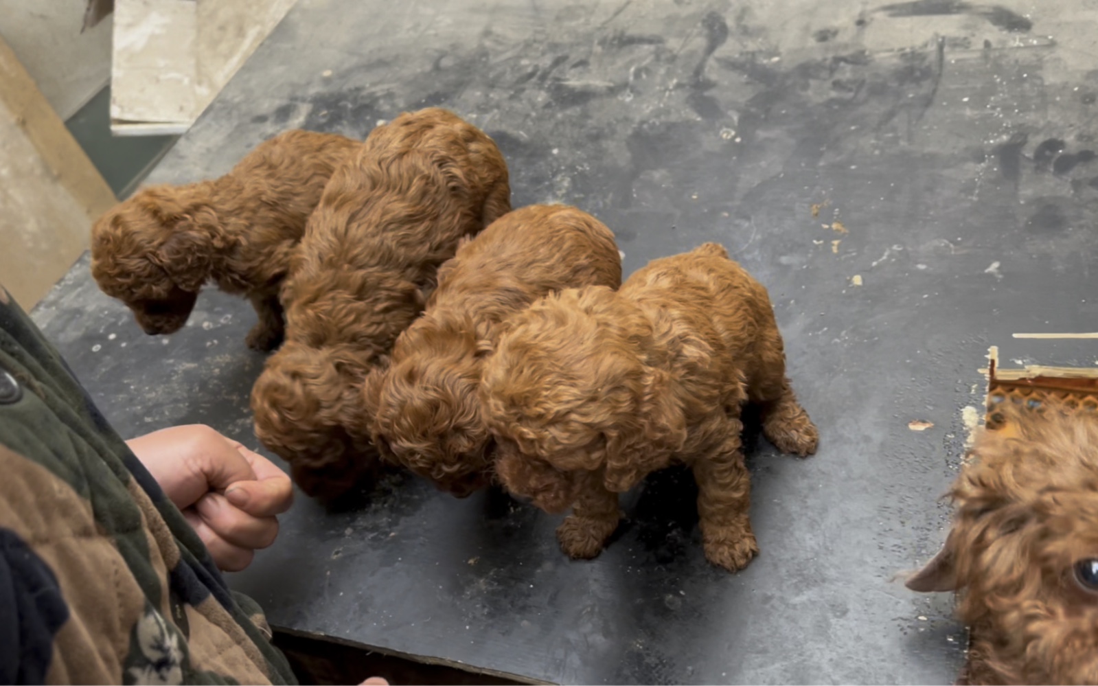 养户家收一窝红色泰迪四只全是小母犬