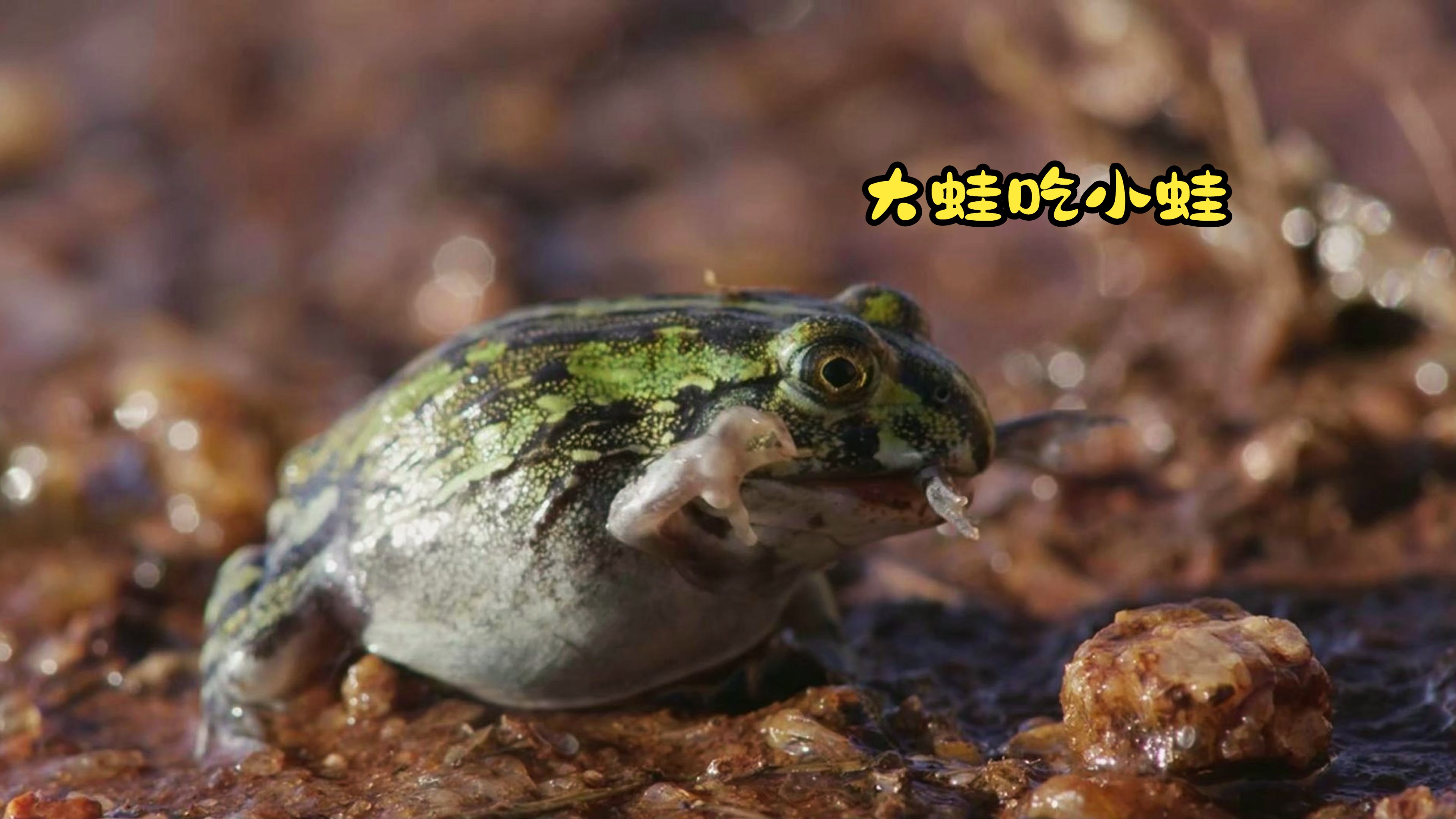 《大蛙吃小蛙,一口一个顶呱呱》