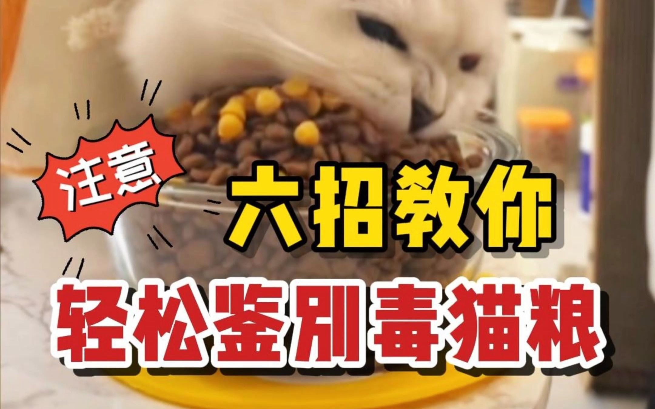 这样的毒猫粮不要给猫喂!哔哩哔哩bilibili