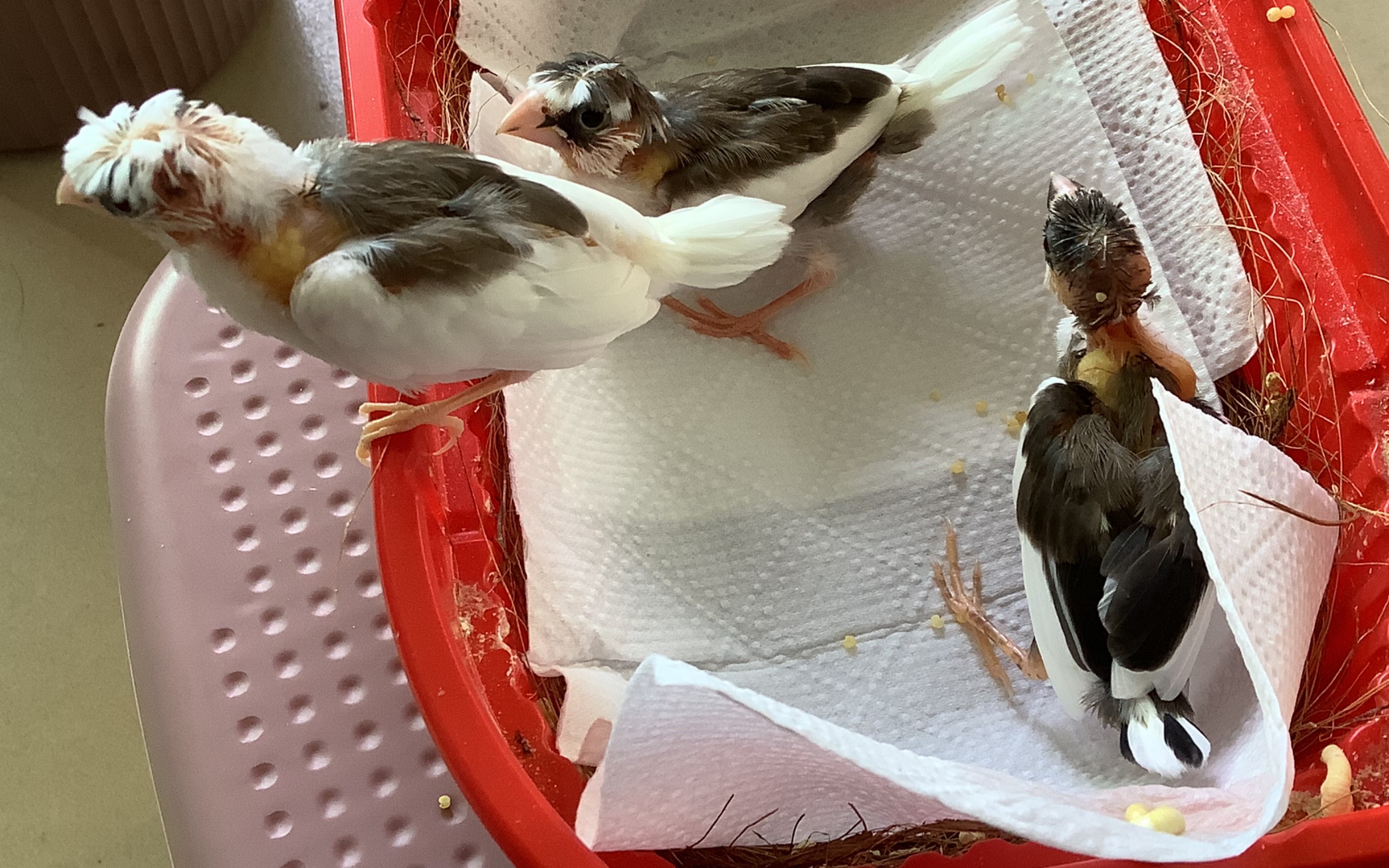 手养小文鸟日常,一周后这么大了