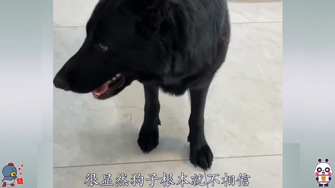 克瑞娜犬图片