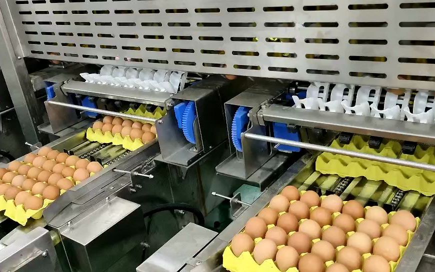 【振野】大型洗蛋机@鸡蛋清洗分级包装机@洁蛋加工设备